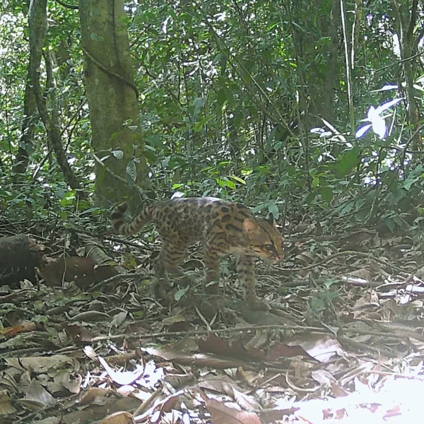 Coatí